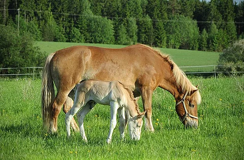 Marimin orivarsansa Sisuminin (Liising) kanssa. Kuva viime vuodelta. Arkistokuva.