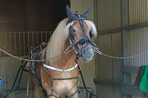 Rapin Aatokselta voi odottaa voittoa.