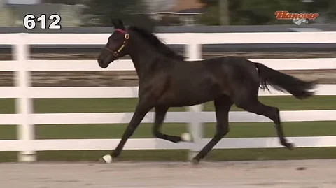 Senia Hanoverin liikkeitä 1,5-vuotiaana voi katsella Youtubessa Hanover Shoe Farmsin huutokauppavideolta.