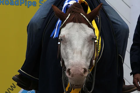 Guns Apocalypse Shok eli Shokki otti huipputuloksen ja kultaa reiningin SM:issä.