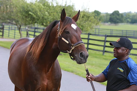 Muscle Hillin varsojen keskihinta on omassa kastissaan Lexingtonissa.