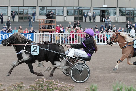 Lintuparvi lehahti lentoon Thorvaldin voittaessa Suomen mestaruuden Vermossa. Toiseksi sijoittui "Super-Sakke" Ekslätts Sacrifice. Kuva: Jarno Unkuri.