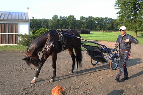 Suoraan hölkältä kuviin. Long Tom, Reijo Liljendahl ja Long Tomin ystävä, tallikoira Bella. Kuva: Totofoto