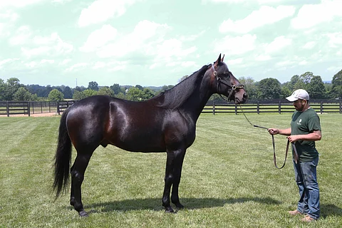 Trixtonin varsoja oli myynnissä 31, niiden keskihinta oli 36 097 dollaria. (Kuva: HU arkisto/Totofoto)