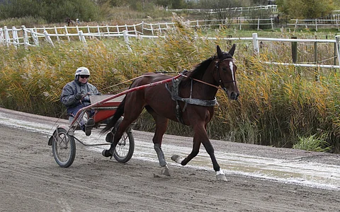 Veijo Heiskanen viimeisteli Schatzi Faylinen kisakunnon Ruotsin tammojen mestaruuslähtöön perjantaina valmennuskeskuksessaan. Kuva Totofoto