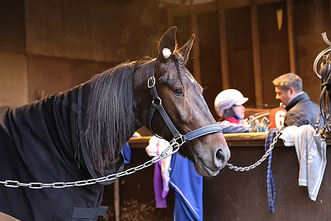Selanne starttaa lauantaina kilpailtavassa Hevosenomistajapokaali-finaalissa radalta 11.