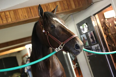 Timo Nurmoksen valmentama Villiam on tulossa kilpailemaan treenarinsa kotimaahan lokakuussa.