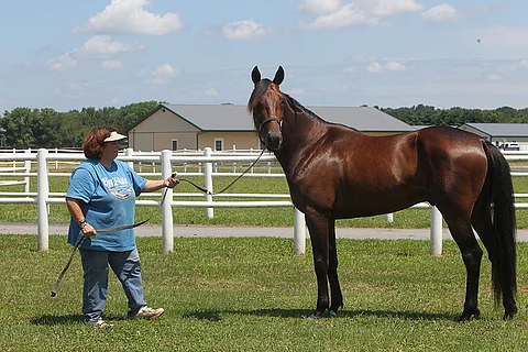 Kilpailu-urallaan reilut 350 000 euroa ansainnut All Laid Out maksoi kuusi vuotta sitten Lexingtonissa 32 000 dollaria. Tänä syksynä All Laid Out Stablelle on tullut Kentuckyn huutokaupasta jo neljä varsaa.