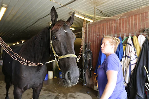 Kuusivuotias supertamma Hannelore Hanover valmistautuu kolmanteen Armbro Flight-finaaliin. (Kuva: HU)