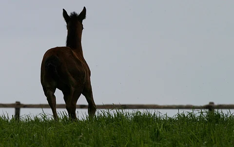 Ranskassa etätunnistetuille FIU-status