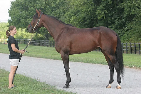 Muscle Massivesta on paljon varsoja sekä kantavia tammoja myynnissä Harrisburgissa 6. - 10. marraskuuta. Nancy Takter (nyk. Johansson) esittää vuoden 2010 Hambletonianin voittajaa.