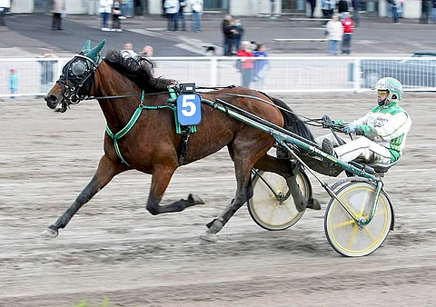 Rason To Believe on kyvykäs tamma, jolla on illalla Jokimaalla sopivan näköinen tehtävä.