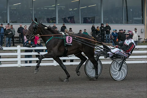 T.Rex oli pitelemätön Toto76-avauskohteessa.