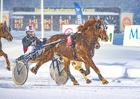 Kopran Suhari pärjää myös lämpimässä kelissä.