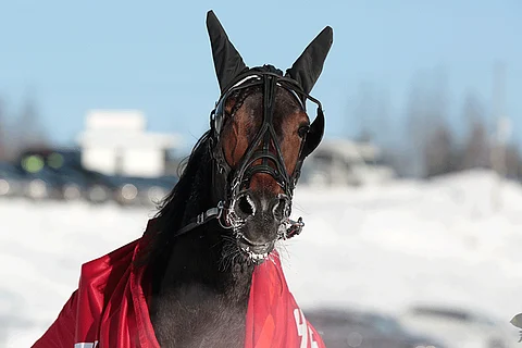 Adrienne's Ami on Magic Mondayn varmin voittaja.