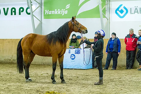 Harper Blue Chip kuuntelemassa takana näkyvän lautakunnan arvostelua.