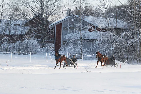 Jutta Ihalaisen ja Antti Ojanperän lumisiin maisemiin Pihtiputaalle muuttanut jenkkiori Appomattox kävi maanantaina tutustumislenkillä uusissa maisemissa. Kuvassamme juoksevat tallin 3-vuotislupaukset MAS Champ ja Fan d'eP. Kuva Totofoto