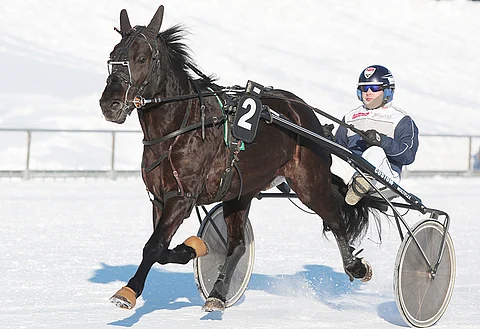 Marmardu on kasannut viimeisestä kolmesta kisastaan kaksi voittoa ja yhden kakkossijan. Kolme vuotta sitten Jani Ruotsalainen toimi ohjastajana, mutta viime aikoina rattailla on istunut Antti Kinnunen.