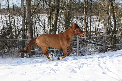 Rojali ja osaomistajansa Anna Sulin nähdään huomenna Lumiravien montéssa.