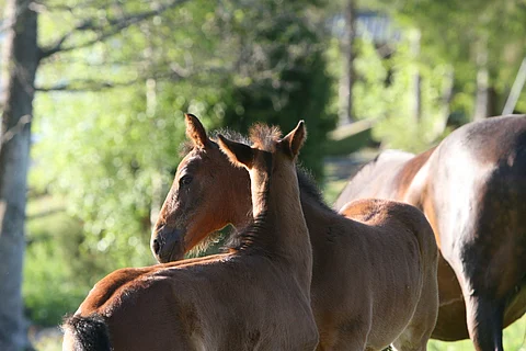 Sääntöjenvastaisesti tunnistettujen varsojen kasvattajille määrättiin sakkorangaistus. Kuvan varsat eivät liity tapaukseen.