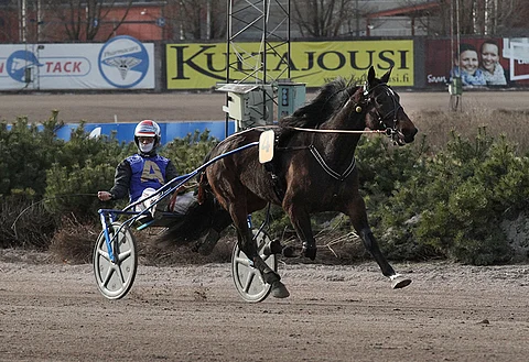 Toto76-pelin päätöskohteen voittajan Starzinnerin tyylinäyte oli paljonpuhuva, ja voitto merkitsi paljon myös Iikka Nurmoselle. 2100 metrillä syntyi aika 12,9a. Kuva: Roosa Lindholm.