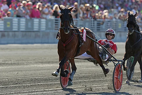 Pastore Bob kilpailee lauantaina satula selässä. Kuva: Jarno Unkuri