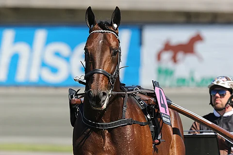 Propulsion saa toimia siitoksessa Euroopassa, sillä oli viime vuonna 138 tammaa Ruotsissa. (Kuva: HU arkisto/Jarno Unkuri)