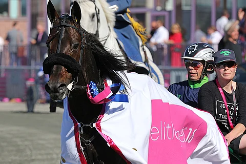 Ringostarr Treb kuittasi Elitloppet-finaalin voitosta 3 000 000 kruunua. Wilhelm Paal ajoi, Heli Tarrimaa hoitaa hevosta. Kuva: Jarno Unkuri.