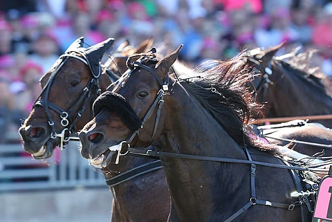 Ringostarr Treb piti Propulsionin takanaan toisessa Elitloppet-karsinnassa. Kuva: Jarno Unkuri.
