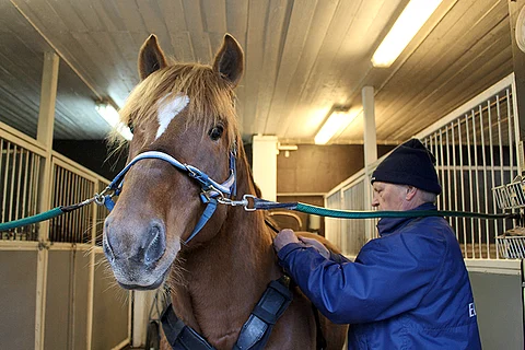 Matti Lautamäen valmentama Sheikki tavoittelee voittoa Suomen Cupista.