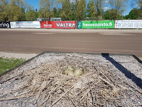 Tiira teki pesän Vermon raviradan päälähettäjän paikalle. Kuva: Miia Unkuri