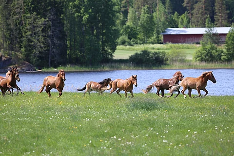 Miehikkälän orilaitumella riittää jatkossakin vilskettä tämän vuoden astutuslukujen perusteella.