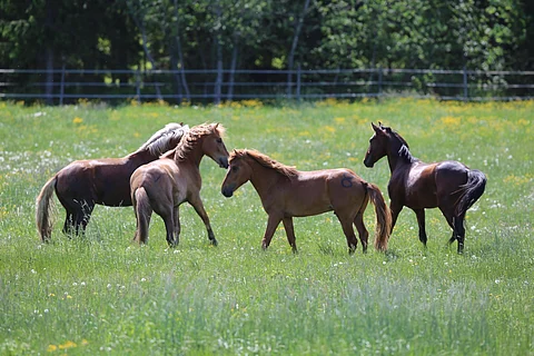 Orivarsat nauttimassa laidunelämästä Miehikkälässä kesällä 2018.