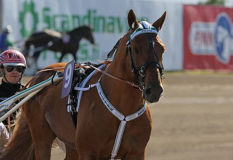 Vitterin edellinen startti Suur-Hollola-ajossa sujui oriin tasoitusennätysaikaan 22,9. Kuva: Jarno Unkuri.