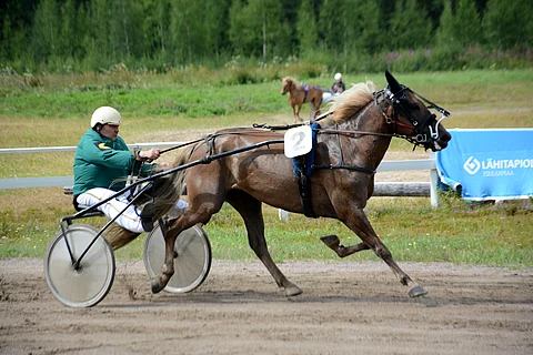 Merran Tahti on vielä 8-vuotiaana uransa alussa. "Se oli tullessaan kireäluontoinen mutta hyväpaikkainen", Tapio Laakso kuvailee häikäiseviä otteita esittänyttä suojattiaan.
