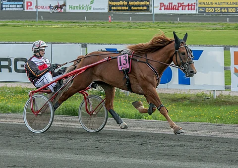 Tähen Toivomus voitti Kippu-ajon toista kertaa peräkkäin, ja Pauli Raivio aikoo tehdä kisaan osallistumisesta perinteen.
