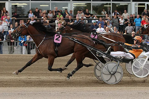 Stonecapes Picasso on maanantain rohkea ideavarma.