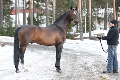 Don Larino oli tammanomistajien kestosuosikki.