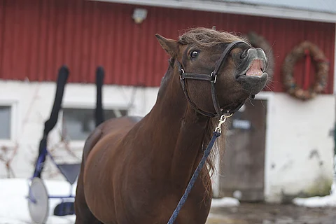 Köppinen haistelee tästedes muita kuin raviradan tuoksuja. Arkistokuva: Vilma Saarela.