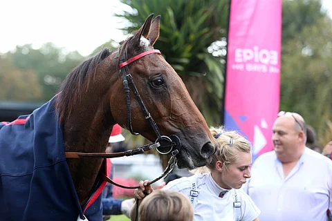 Aubrion du Gers. Kuva: HU arkisto