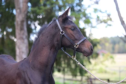 Mummilaaksosta ei löydy hattivatteja eikä nuuskamuikkusia, vaan tulevaisuuden urheiluhevosia kuten Comme la Lumiere.