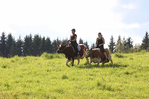 Ratsastuslenkillä ennen iltalypsyä.