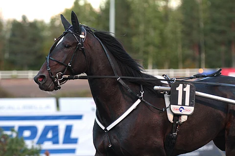 Mr Big Star pystyy voittoon takamatkaltakin.