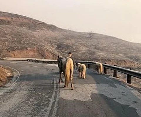 Arabi ja miniponit selvisivät.