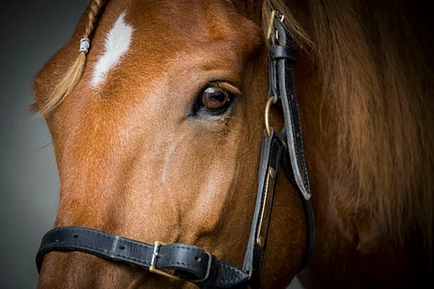 Saaga S. Kuva Kai Kuntola