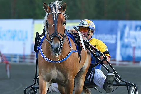 Rovaniemen kuninkuuskilvassa Pertti Puikkosen ohjastamana kilpaillut Rokin Maxi osoitti jälleen taistelijaluonteensa.