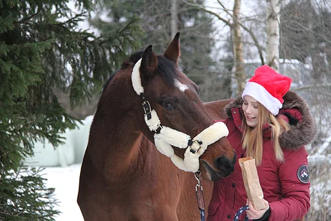Elena Hämäläinen, Wiseguy ja lakukarkit.