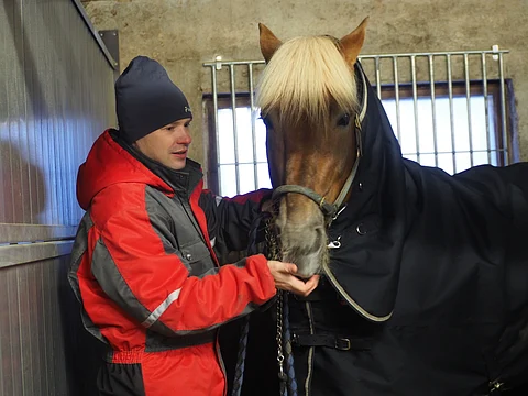 Costello sai aatonaattona porkkanamakupalan. Jouluaattoaamun eväät olivat samat kuin normaalisti, kauraa ja heinää. ”Vaikka ajatus olisi miten kiva, hevonen on niin herkkä mahastaan, ettei voi antaa herkkuja”, Ville Herttua sanoo.