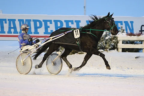 Loukkaantumisista kärsinyt Finest Chocolate osaa voittaa talvikelillä.