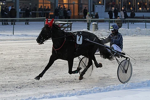 Talvella Toto75-lähdön voittanut Marvel Neat on edelleen iskussa.